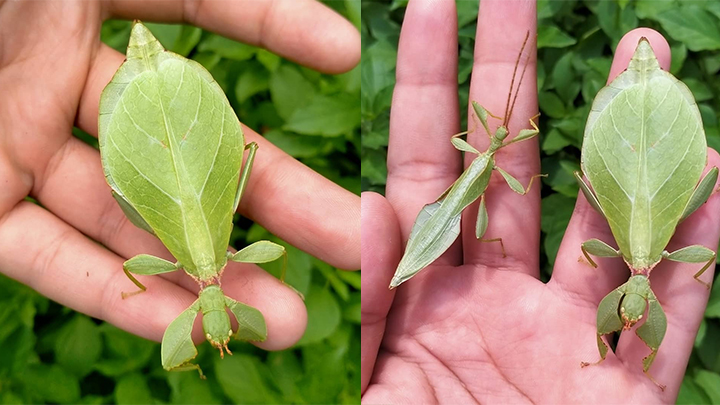 Phyllium gardabagusi / foto: istimewa