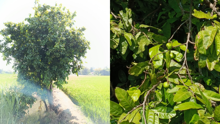 Pohon gayam tumbuh di pinggir saluran air di pematang sawah, salah satu ciri khas Desa Mulyodadi. 2